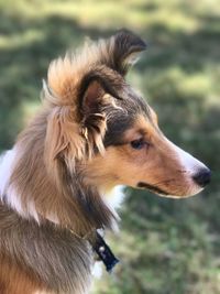 Close-up of dog looking away