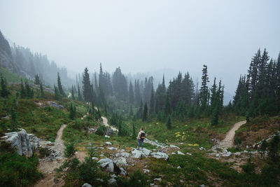 Mt. rainier, washington 