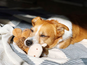 Dog sleeping with toy