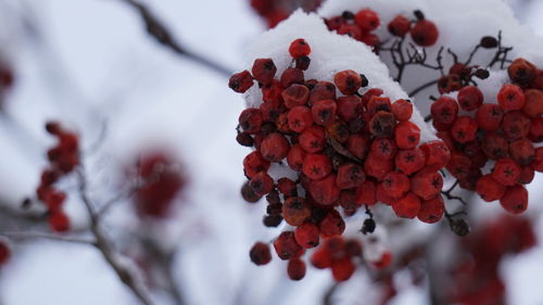 Close-up of red flower