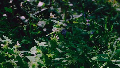 Close up of flowers blooming on plant