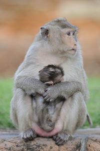 Monkey with infant on retaining wall