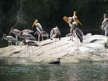 Flock of birds on lake