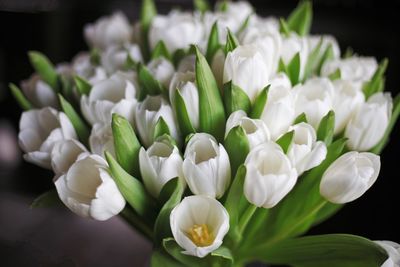 Close-up of white flowering plants