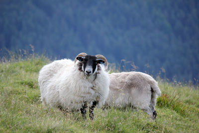 Sheep in a field