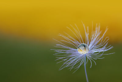 Close-up of dandelion flower