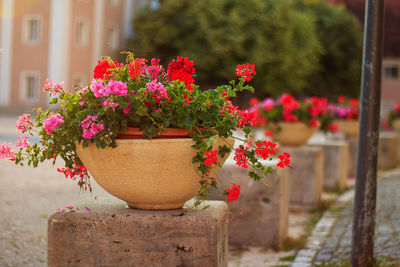 Close-up of flowering plants in yard