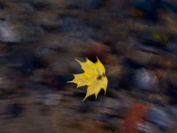 Close-up of yellow maple leaf