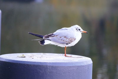 Close-up of seagull perching outdoors