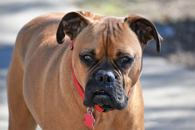 Close-up portrait of dog