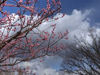 Low angle view of cherry blossoms against sky