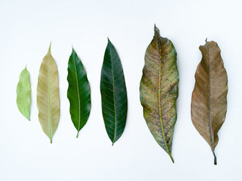 Close-up of leaves against white background