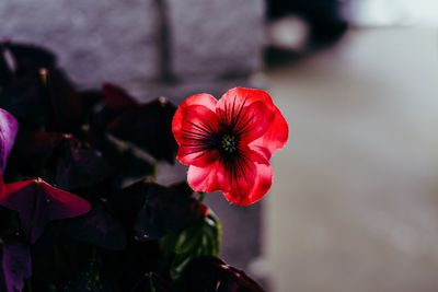 Close-up of red rose flower