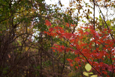 Close-up of red maple leaves on tree