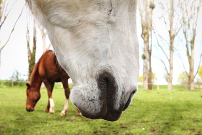 Horse standing in ranch