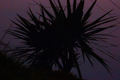 Low angle view of palm tree against sky