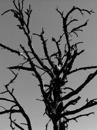 Low angle view of bare tree against sky