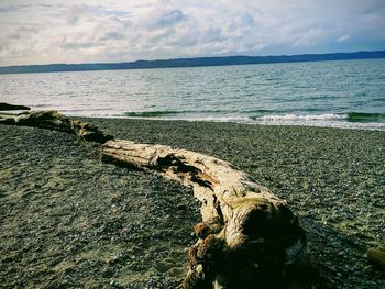 Shadow of driftwood on beach