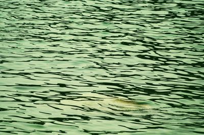 Close-up of jellyfish swimming in water