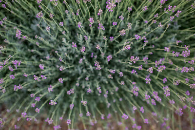 Close-up of purple flowering plants