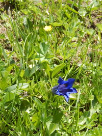 Close-up of blue flowers blooming outdoors