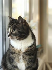 Close-up of a cat looking away at home