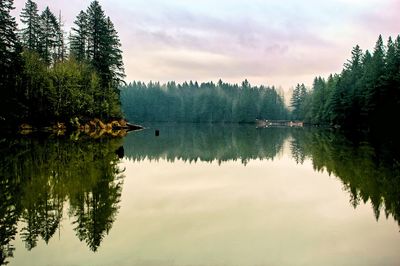 Scenic view of lake in forest against sky