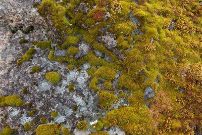 High angle view of moss growing on rock