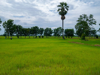 Trees on field against sky