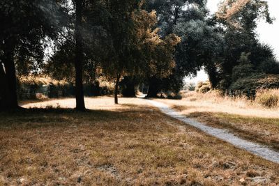 Trees on field in forest