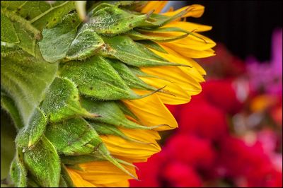 Close-up of fresh sunflower blooming outdoors