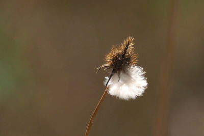 Close-up of wilted dandelion