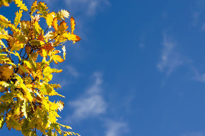 Low angle view of yellow tree against sky