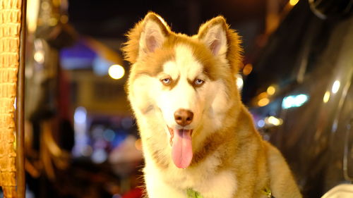 Portrait of dog looking at camera