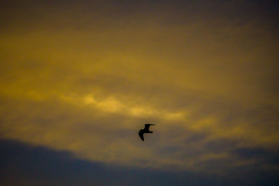 Low angle view of silhouette bird flying against sky