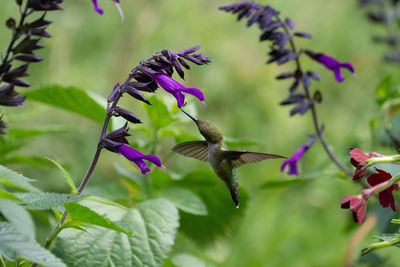 Close-up of butterfly pollinating on purple flower