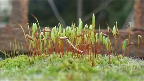 Close-up of plants growing on field