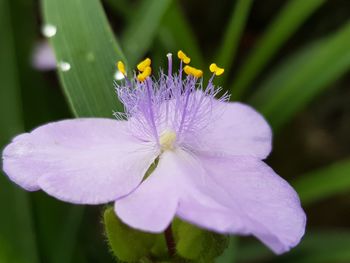 Close-up of purple flowering plant