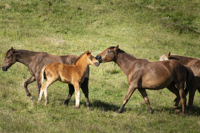 Horses in a field