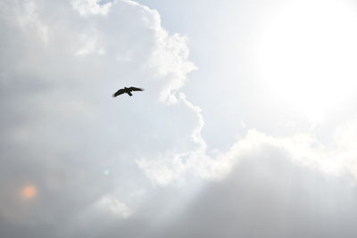 Low angle view of bird flying in sky