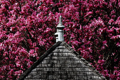 View of pink flowering plants