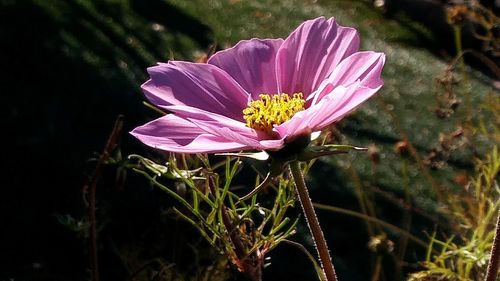 Close-up of pink flower blooming outdoors