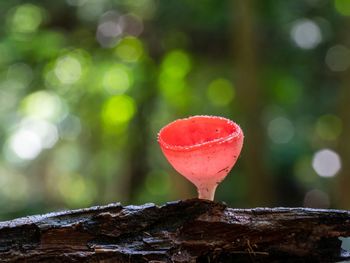 Fungi cup red mushroom champagne cup or pink burn cup on decay wood in forest. 