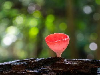 Close-up of mushroom growing on tree stump