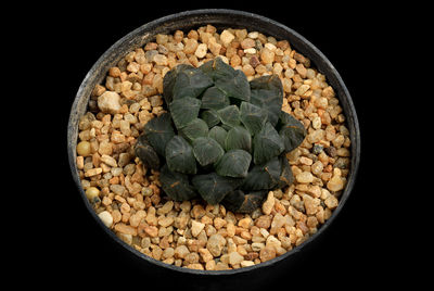 Directly above shot of breakfast on black background