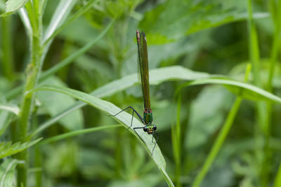 Close-up of grasshopper on plant