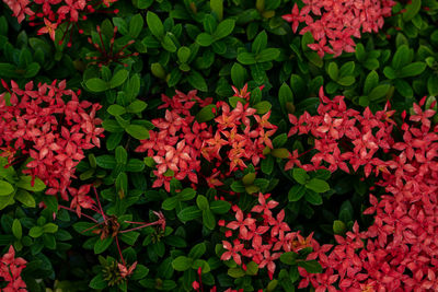 High angle view of flowering plants