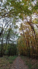 Dirt road amidst trees