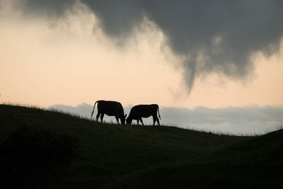 Horses grazing in a field