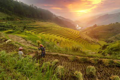 Scenic view of rice field against sky